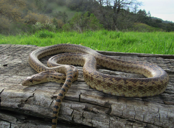 Pacific Gopher Snake